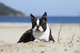 BOSTON TERRIER 353